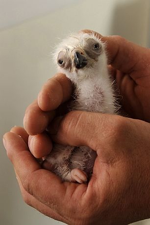 parlagi_fioka_nedeczky_gabor_02w