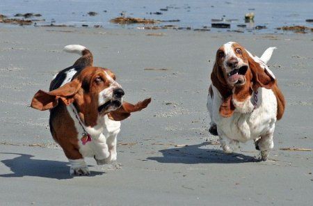 funnyrunningbassethound