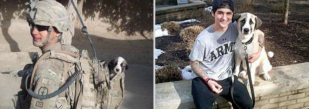 asp 620 pets-before-after-5