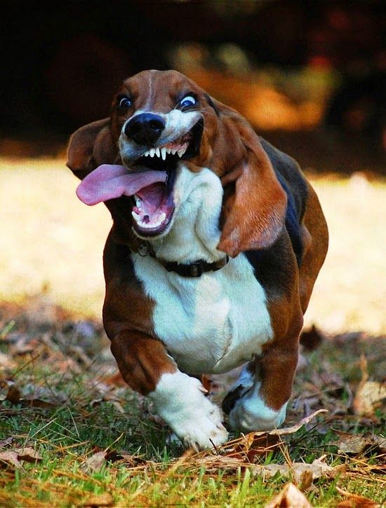 basset hound running 0078 copy