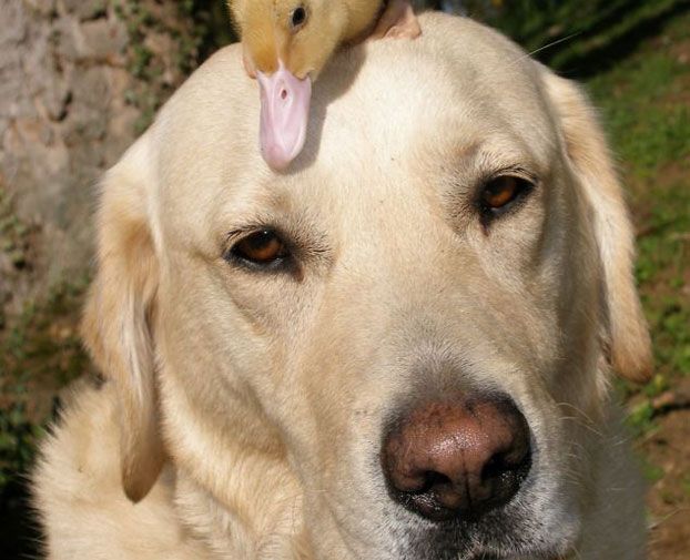Labrador-Retriever-1
