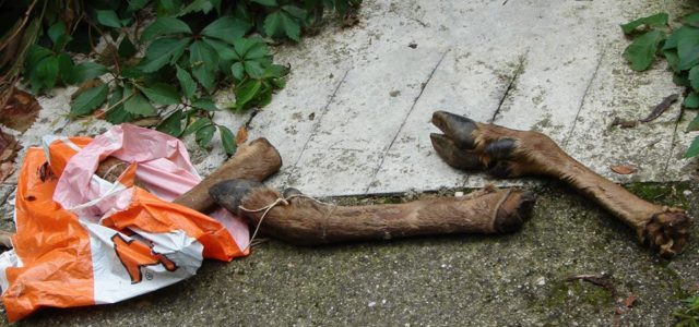őzláb miskolc avas 640x300