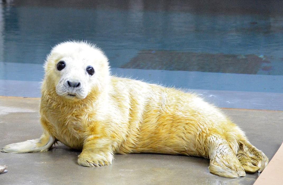 greysealpupday2web