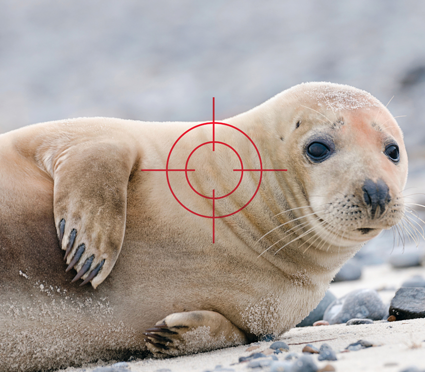 seals