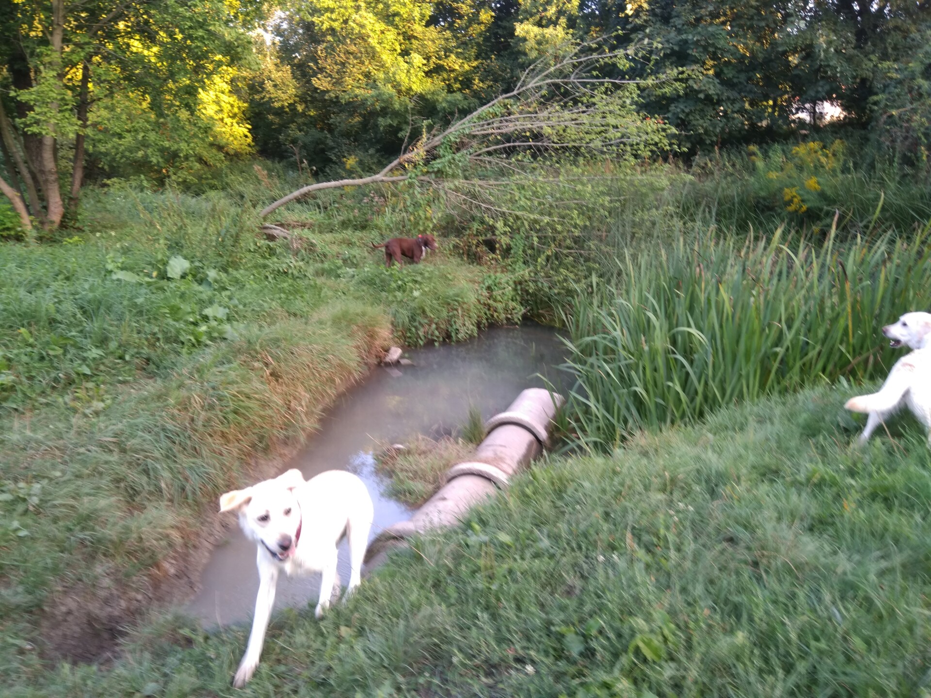 IMG 20180909 175851 1