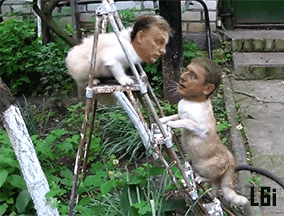 orban es gyurcsany cica civakodik