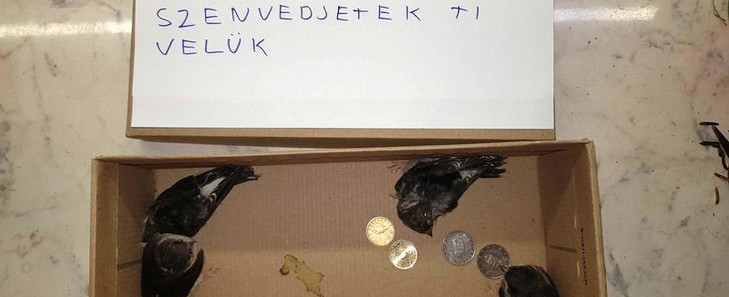 akeponmagaertbeszel 800x600