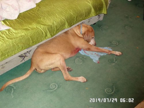 a tamadasban megserult vizsla foto magan 1 500x375