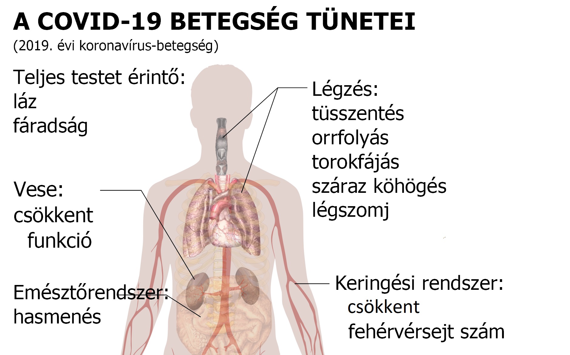 symptoms of coronavirus disease 2019 in hungarian