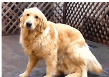 giphy 5