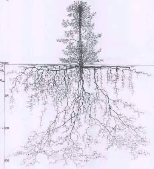 503799508 1243882887112382 8514236848571299502 n