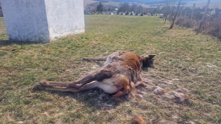 2efcaa7178ab4d5bbc398b37cfa5ffa2 (1)