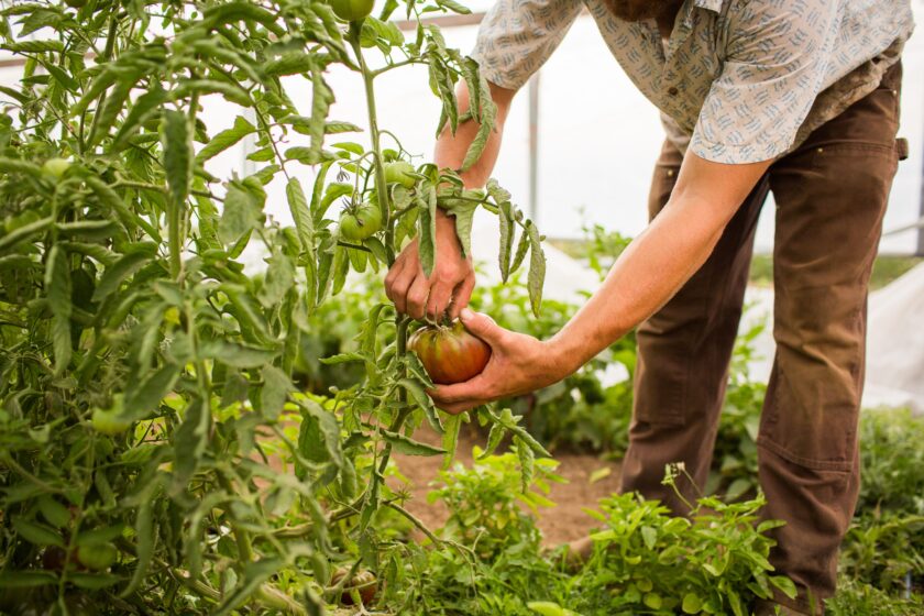 closeup shot of a person picking the tomatoes off the plant in a farm agricultural concept