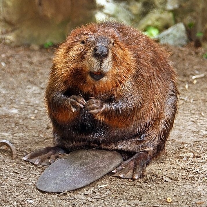 american beaver