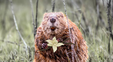 A beaver with an inquisitive expression upon its face.