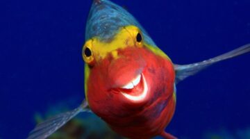 _114310313_arthur-telle-thiemann_smiley_00000091