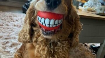 _114679378_pettog4