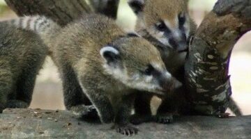 1593293_e2d129f9eceb8ec5fdee7dfe0f491c58_wm