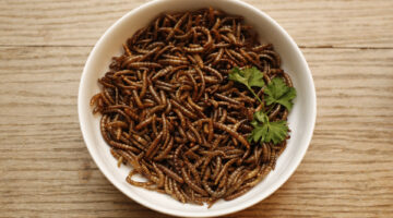 TO GO WITH AFP STORY BY SIMON STURDEE  - This picture taken on January 7, 2016 in Vienna shows salted mealworms as snack from the "Hive, a machine to produce edible mealworms. - Young Austrian entrepreneurs Katharina Unger and Julia Kaisinger, 25 and 28, have developed a device to breed in the comfort of your own home the protein-rich grubs of the meal beetle, to then eat. (Photo by Dieter Nagl / AFP)