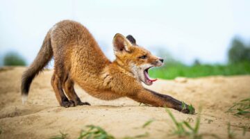 17-cegledi-adam_nyujtozkodo_balaton-felvideki-nemzeti-park_a-c26c9d76-6379706