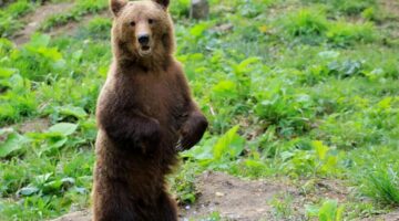 20190826szekelyfoldi-medvek-medvetamadasok7