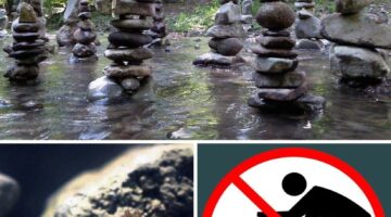 20776734_1254051691371556_8401602327522579592_o