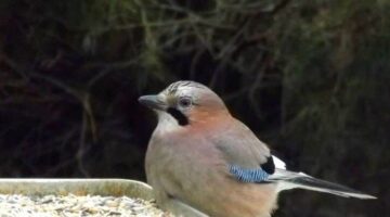 246966173_2391072727691871_5754506491081931311_n