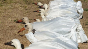 297236635_1989396471252157_5558610510804214399_n-1-301x365