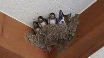 310654287_666709084817225_9223064439500877273_n