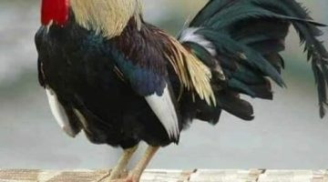 377885655_3524874421095691_4128405078079653857_n