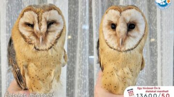 420977061_696741492647501_6147499194052417094_n