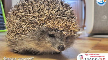 426830181_709516851369965_458922400040349091_n