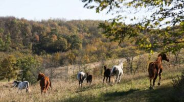 459103978_900659205430131_8131047518741485197_n