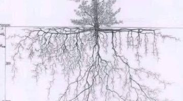 503799508 1243882887112382 8514236848571299502 n