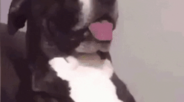 51775816_1033604153495393_4395992369980243968_n