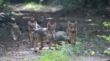 522247169 1190156139579193 3904943918204274616 n