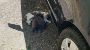 532264610 24395605073383658 3416672701034901494 n