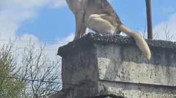 547974807 2298781707221433 7858308894933616822 n