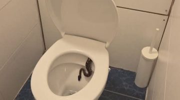 564699525 3739287499536028 8062562277959485104 n