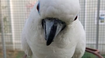 581024054 1271732978325063 8448279964674062031 n