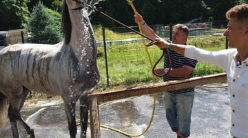 701x526-kepek20170512-unnameved_copy_copy