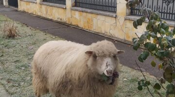 7d758dad3dbf4758af881568fed83fe0