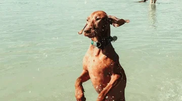 7dhf3XFflKAoJMJMa-xs