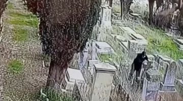 7qQFLo4JbI3ZLPChs-xs