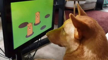 89beb369-c0bd-42b2-9202-2220f4b1e970