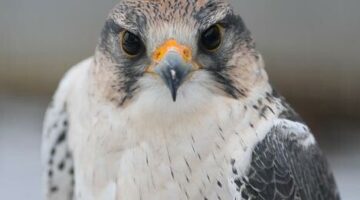 Hortobágy, 2021. február 18.
Feldegg-sólyom (Falco biarmicus) a Hortobágyi Madárkórházban 2021. február 18-án. Az Afrikában és Dél-Európában honos faj hazánkban igen ritkán fordul elõ, a kórház munkatársai vizsgálják, hogy egy solymásztól szökött el, vagy egy eltévedt egyeddel van dolguk. A Feldegg-sólyom hazákban fokozottan védett, természetvédelmi értéke százezer forint.
MTI/Czeglédi Zsolt