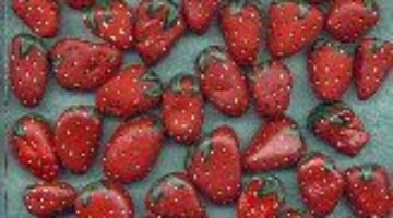 9lotsa_berries_