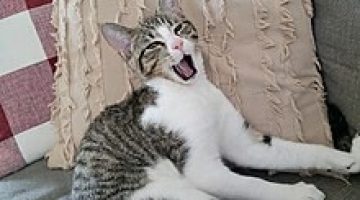 Cyprus_Cat_Yawning