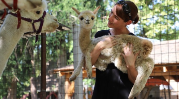 Képernyőkép 2021-07-28 222744