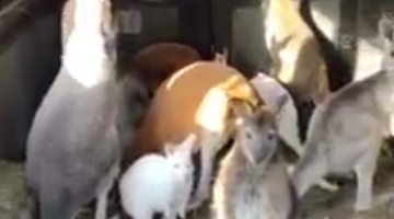 Képernyőkép 2022-03-27 054831